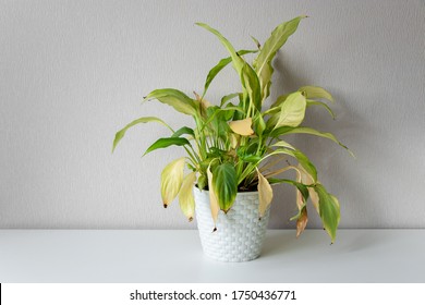 Disease Houseplant. Wilting Home Flower Spathiphyllum In White Pot Against A Light Wall. Home Green Plant. Concept Of Home Plant Diseases. Abandoned Home Flower