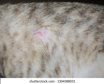 27 Canine Malassezia Dermatitis Images, Stock Photos & Vectors ...