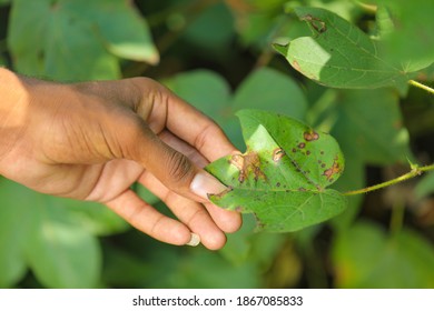 Disease on cotton leaf at cotton farm - Shutterstock ID 1867085833