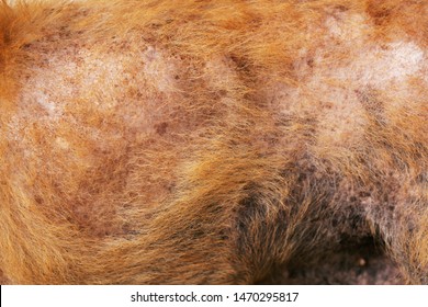 The Disease On Dirty Stray Dog Get Sick Skin Dermatitis Contracted Leprosy With Hair Loss Problems And Skin Scab Fungal Pathogens Of Dermatology Dirty, Ticks, Fleas. Pet Health Problems Concept.