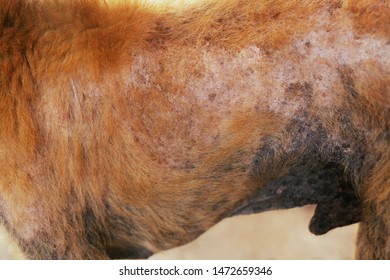 The Disease On Dirty Stray Dog Get Sick Skin Dermatitis Contracted Leprosy With Hair Loss Problems And Skin Scab Fungal Pathogens Of Dermatology Dirty, Ticks, Fleas. Pet Health Problems Concept.