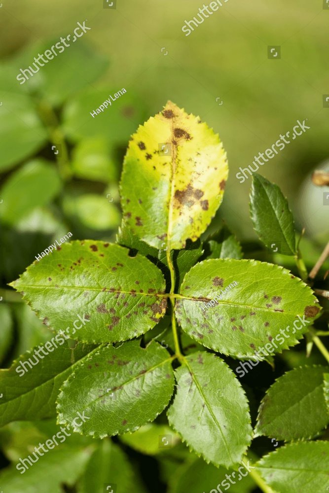 disease-on-roses-leaves-fungal-leaves-spot-disease-on-rose-bush-causes