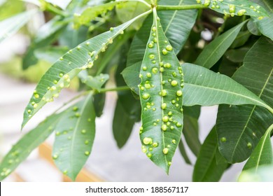 Disease On The Tree Leaf