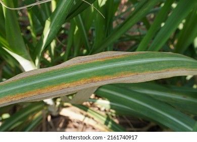 Disease In Sugar Cane Leaves Looks Yellow, Withered, Near Death.