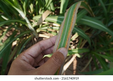 Disease In Sugar Cane Leaves Looks Yellow, Withered, Near Death.