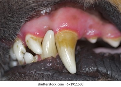 1,662 Dog teeth disease Images, Stock Photos & Vectors | Shutterstock