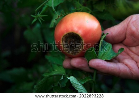 Disease of tomatoes. Blossom end rot on the fruit. Damaged red tomato in the farmer hand. Close-up. Crop problems. Blurred agricultural background. Low key