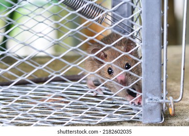 The disease-carrying dirty rat is trapped in a cage.