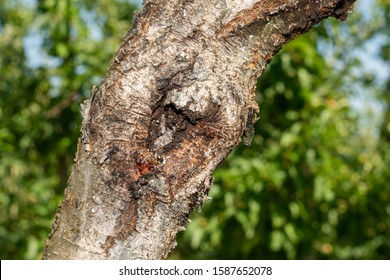 Diseased Bark And Trunk Of Peach And Nectarine Tree. Close-up Macro, Rot And Garden Pests