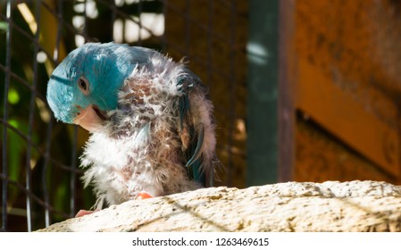 Diseased Blue Small Parrot, Scratching From The Itch And Plucking Its Feathers, Probably Bird Lice Or Mites