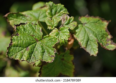 diseased currant leaf close-up. Gardening. Garden pest control. 