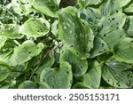 diseased leaves of plants in the garden with holes that have been damaged by the Spanish slug