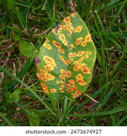 Diseased pear tree leaf with rust spots on green grass background, visible symptoms of plant infection. Pear leaf with symptoms of rust disease caused by Gymnosporangium sabinae fungus