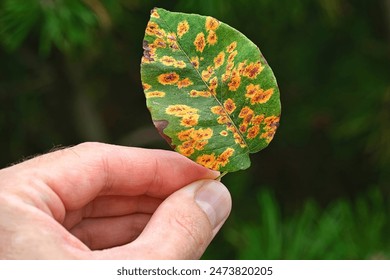 Diseased pear tree leaf with rust spots in hand, visible symptoms of plant infection. Hand showing pear leaf with symptoms of rust disease. Pear rust - disease caused by Gymnosporangium sabinae fungus