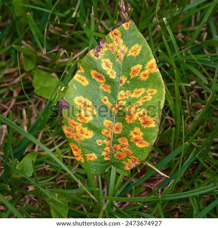 Diseased pear tree leaf with rust spots on green grass background, visible symptoms of plant infection. Pear leaf with symptoms of rust disease caused by Gymnosporangium sabinae fungus