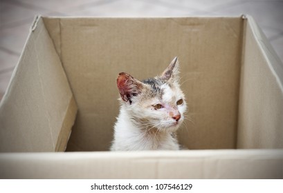 diseased stray cat being rescued