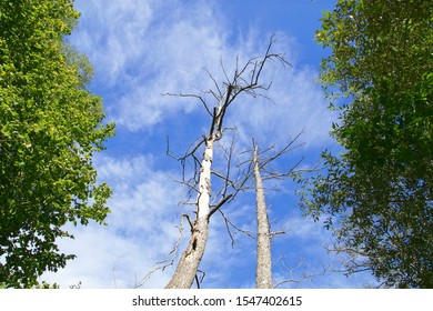 Diseased tree outdoors. view from below, under dead leafless tree between two lush green trees on blue sky background. climate change, drought, Dying nature concept