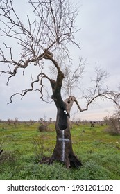 Diseased trees of Xylella fastidiosa intended for eradication                       