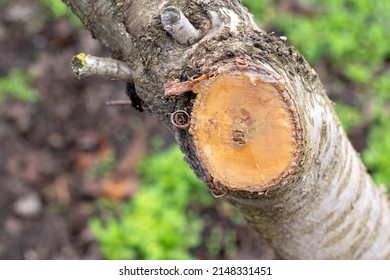 Diseases Of The Cherry Tree. Pruning Branches.