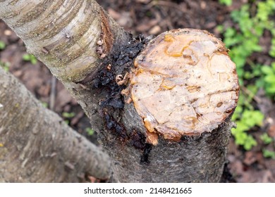 Diseases Of The Cherry Tree. Pruning Branches.