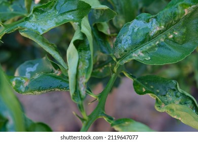 Diseases Citrus Trees Leaf Curl Disease Stock Photo 2119647077 ...