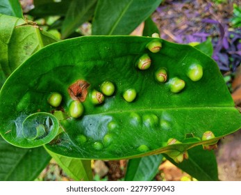 Diseases of the leaves that can inhibit the growth of trees and fruit - Shutterstock ID 2279759043