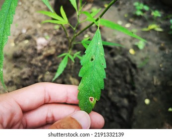 Diseases And Pests Of Canabis Plant, Close Up.