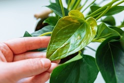 Diseases And Pests, Proper Care For Houseplant Anthurium. Close-up Gardener's Hand Holding Leaf Diseased Plant