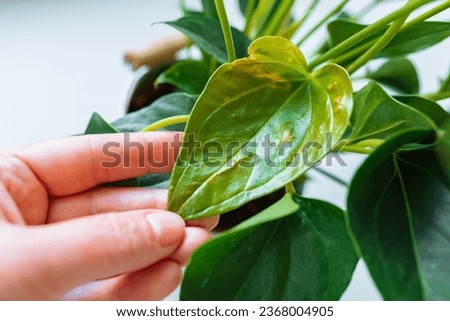 Diseases and pests, proper care for houseplant anthurium. close-up gardener's hand holding leaf diseased plant
