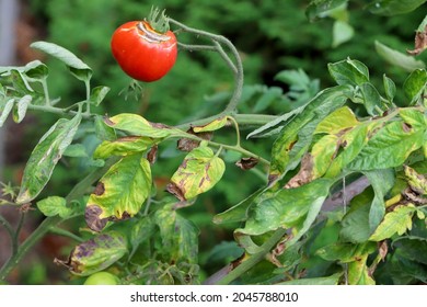 Diseases Of Tomato - late blight or potato blight (it also attacks potatoes). Tomato Stricken Phytophthora (Phytophthora Infestans) In Vegetable Garden Close Up. - Shutterstock ID 2045788010