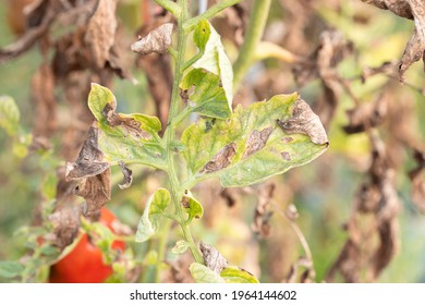 Diseases Of Tomato, late blight.Manifestations of late blight on tomato leaves. Fungal disease of tomatoes. - Shutterstock ID 1964144602