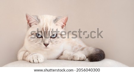 Disgruntled beige striped  blue eyed scottish cat lies with angry look