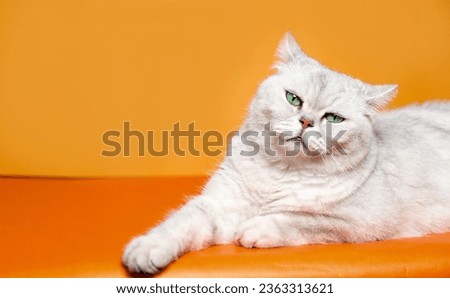 Disgusted grey Scottish straight cat on orange background