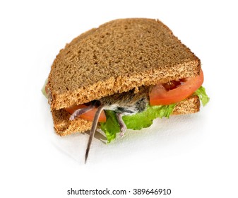 Disgusting dead rodent sandwich