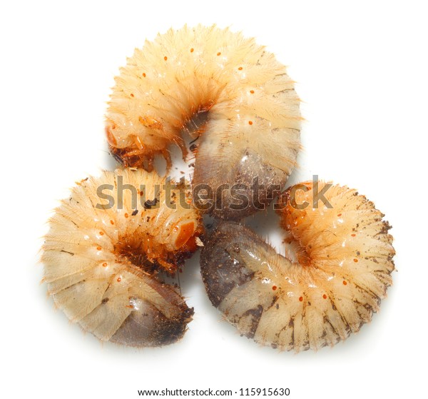 Disgusting Fatty Worms Cockchafer Worm Dangerous Stock Photo (Edit Now ...