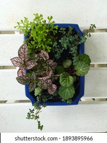 Dish Garden With Pink Polkadot Plant