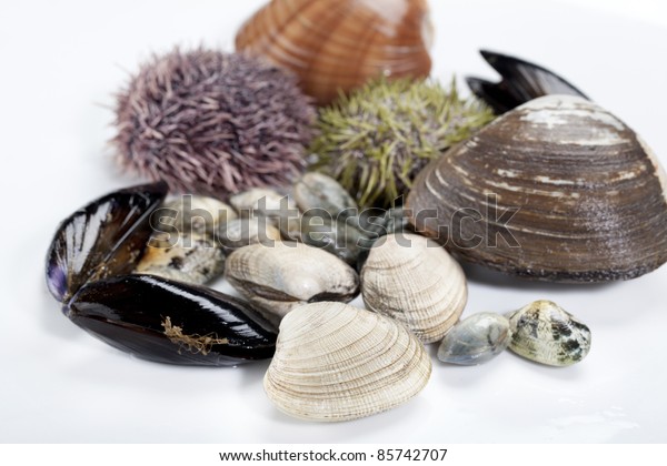 Dish Seafood Shellfish Sea Urchins Stock Photo Edit Now 85742707