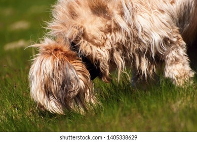 Imagenes Fotos De Stock Y Vectores Sobre French Shepherd