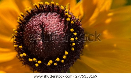 The disk of a black-eyed Susan