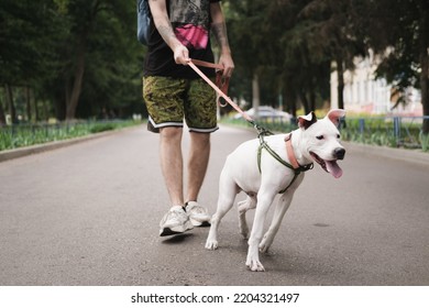 Disobedient dog pulling on the leash. Young staffordshire terrier showing reactive bad behaviour