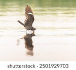 A display of acrobatics: a Common Nighthawk deftly sips bugs off the water.