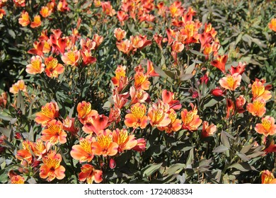 A Display Of Alstroemeria Indian Summer Flower Plants.