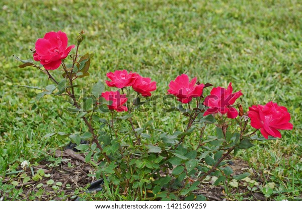 Display Blooming Red Roses Natural Beauty Nature Stock Image 1421569259 Online shopping from the widest selection of korean cosmetics and korean beauty products at the lowest prices. shutterstock