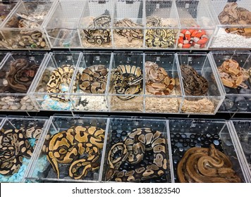 Display Boxes Filled With Exotic Snakes At A Reptile Show