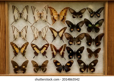 Display case with collection of beautiful exotic butterflies - Shutterstock ID 2014863542