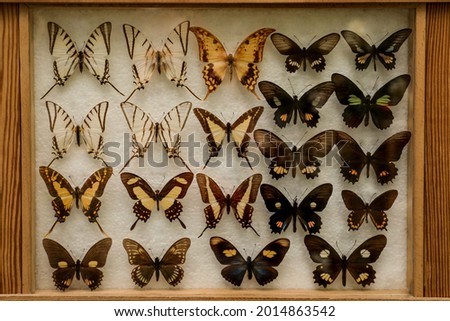 Display case with collection of beautiful exotic butterflies