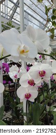 Display Of Lovely White Moth Orchid 