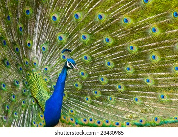 The Display Of A Male Peacock At The Cincinnati Zoo And Botanical Gardens In Cincinnati, OH USA