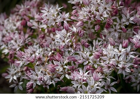 Display of massed Allium 'Cameleon' in a garden in Spring
