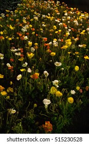 Display of Poppy flowers photographed at night
